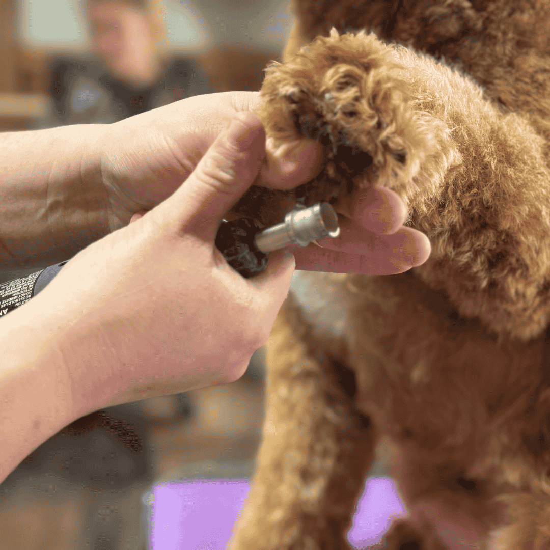 Professional dog nail grinding and paw care service at Best Friendz Too Grooming in Winston-Salem, NC