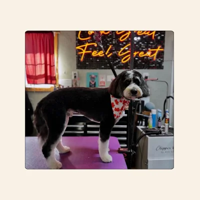 Doodle grooming by Jaden Blose at Best Friendz Too Grooming in Winston-Salem, NC.