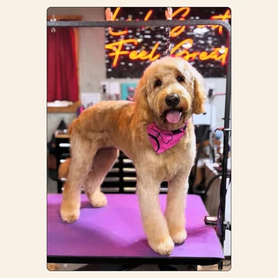 Goldendoodle teddy bear groom with pink bandana styled by Jaden Blose at Best Friendz Too Grooming in Winston-Salem, NC.