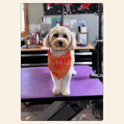 Maltipoo puppy trim with rounded muzzle and pumpkin bandana styled by Jaden Blose at Best Friendz Too Grooming in Winston-Salem, NC.