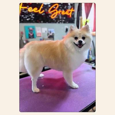 Pomeranian tidy trim with fluffy outline and natural plume tail styled by Jaden Blose at Best Friendz Too Grooming in Winston-Salem, NC.