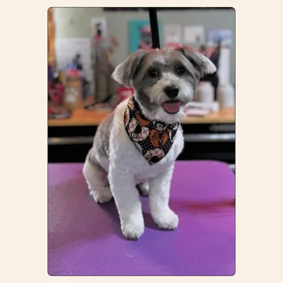 Small dog grooming by Jaden Blose at Best Friendz Too Grooming in Winston-Salem, NC.