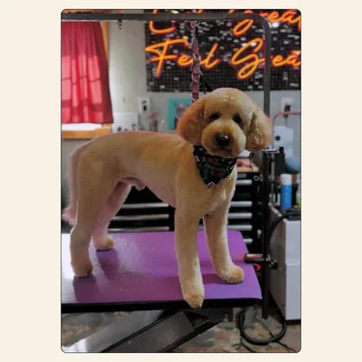 Standard Doodle teddy bear groom with Christmas bandana styled by Jaden Blose at Best Friendz Too Grooming in Winston-Salem, NC.