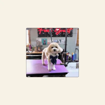 Toy Poodle grooming with clean face and navy bowtie styled by Jaden Blose at Best Friendz Too Grooming in Winston-Salem, NC.