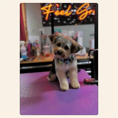 Yorkie mix teddy trim with rounded muzzle, fluffy legs, and colorful bowtie styled by Jaden Blose at Best Friendz Too Grooming in Winston-Salem, NC.