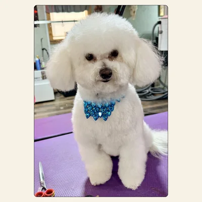 Bichon Frise groom styled by Kelley Weeks at Best Friendz Too Grooming in Winston-Salem, NC