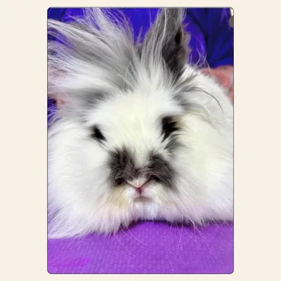Lionhead rabbit grooming with fluffy face performed by Kelley Weeks at Best Friendz Too Grooming