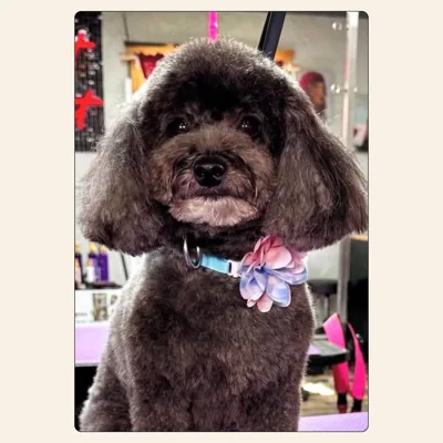 Mini poodle mix teddy-bear groom with rounded muzzle and even finish by Kelley Weeks in Winston-Salem