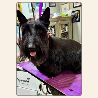 Scottish Terrier grooming with classic breed outline by Kelley Weeks in Winston-Salem NC