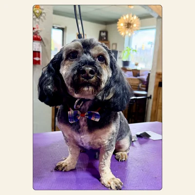 Shih Tzu mix haircut groomed by Kelley Weeks at Best Friendz Too Grooming in Winston-Salem, NC