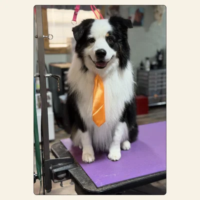 Border Collie with a tidy coat and fresh finish by Tori at Best Friendz Too Grooming in Winston-Salem, NC.