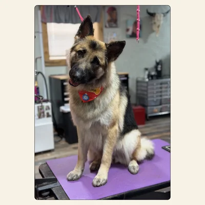German Shepherd after a professional groom by Tori at Best Friendz Too Grooming in Winston-Salem, NC.