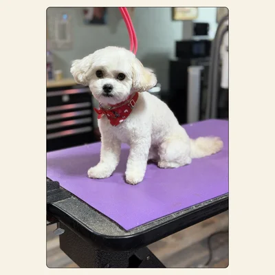 Maltese after a full groom by Tori at Best Friendz Too Grooming in Winston-Salem, NC.
