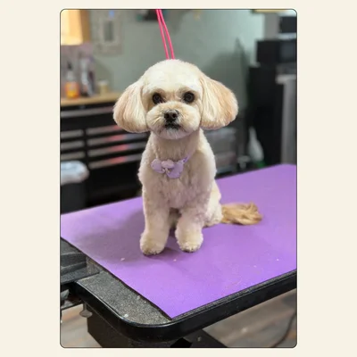 Small poodle mix after a puppy-cut style groom by Tori at Best Friendz Too Grooming in Winston-Salem, NC.