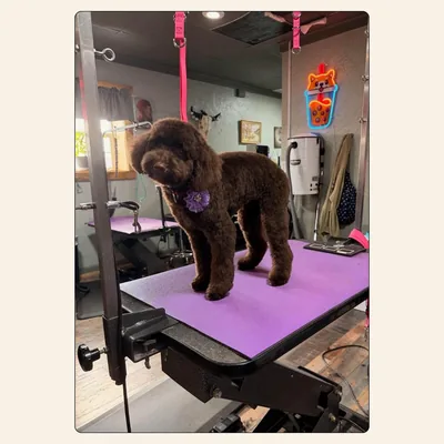 Small curly-coated dog freshly groomed with a purple flower collar by Tori Weaver at Best Friendz Too Grooming in Winston-Salem, NC.