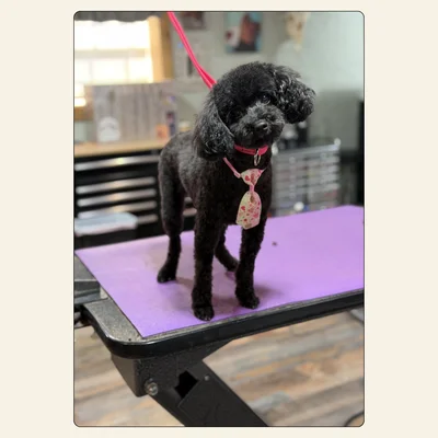 Toy Poodle with a fresh haircut and clean outline by Tori at Best Friendz Too Grooming in Winston-Salem, NC.